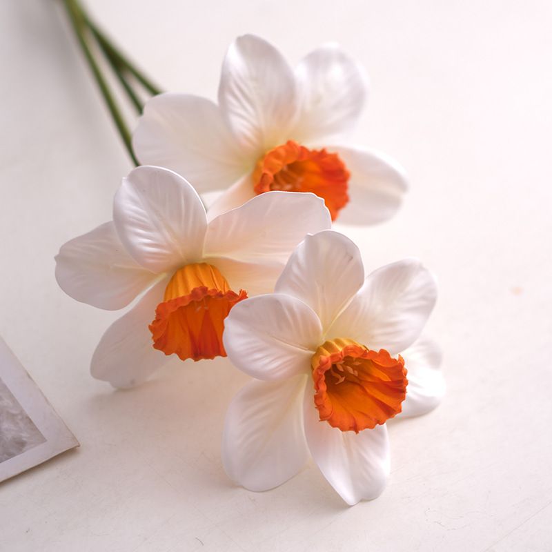 Narcissus branco