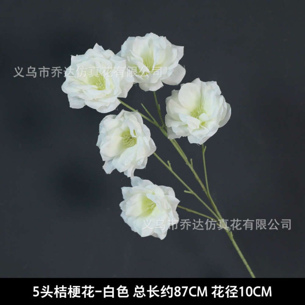 5 Platycodon Grandiflorus