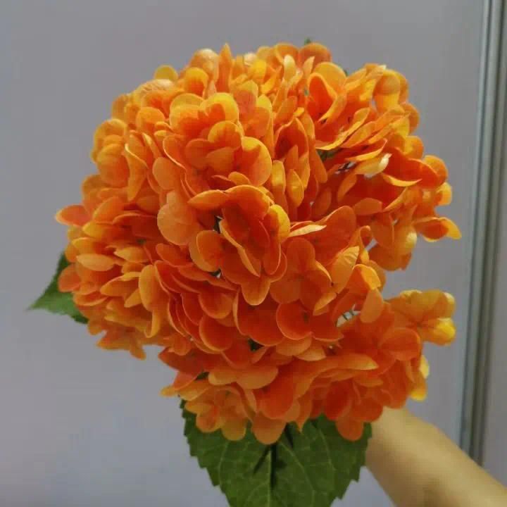 Orange hydrangea