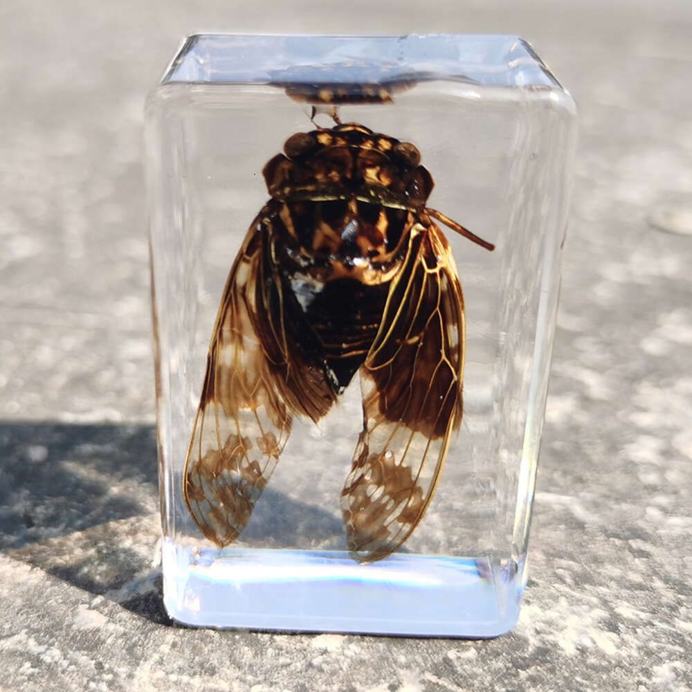 Cicada