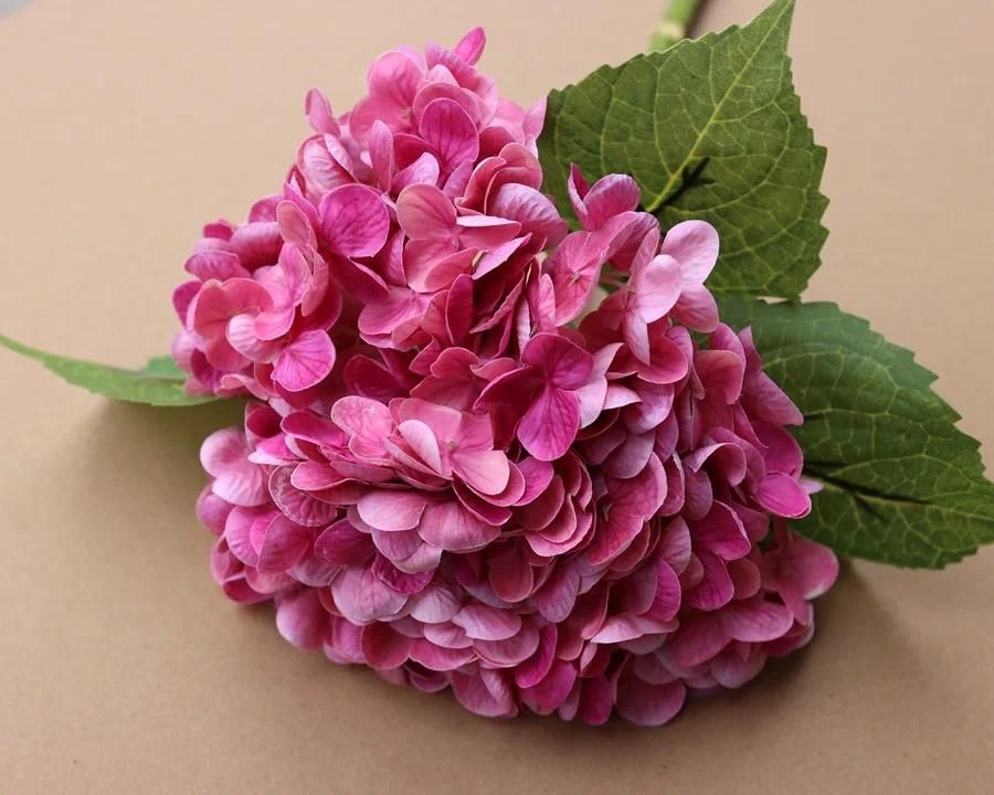 Rose red hydrangea