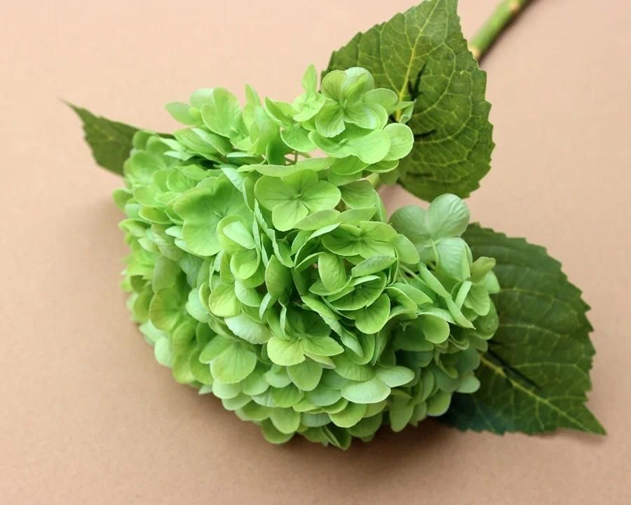 Green hydrangea