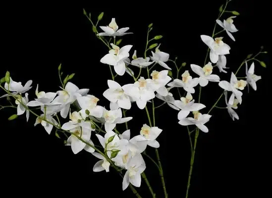 White orchids