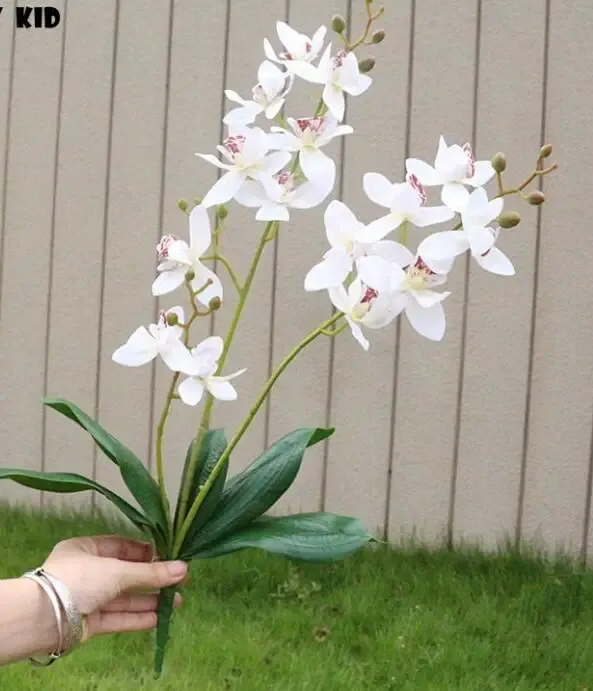 White orchids