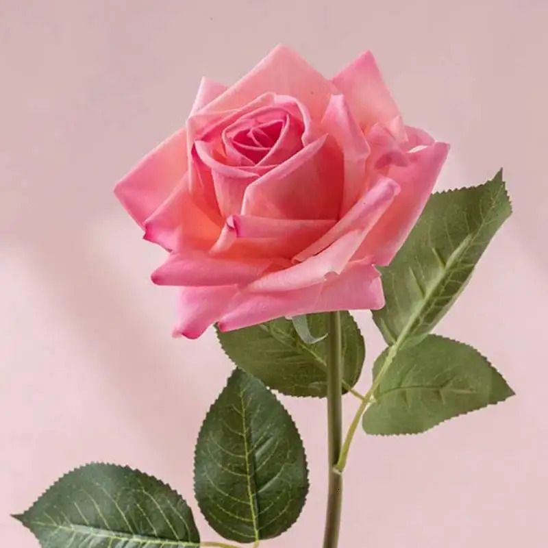 Ciemna różowa róża