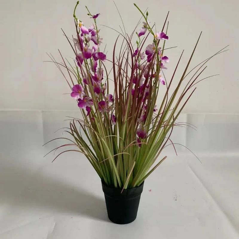 75cm Phalaenopsis