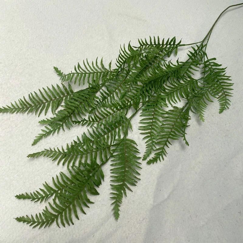 Pteris 2 -1PC