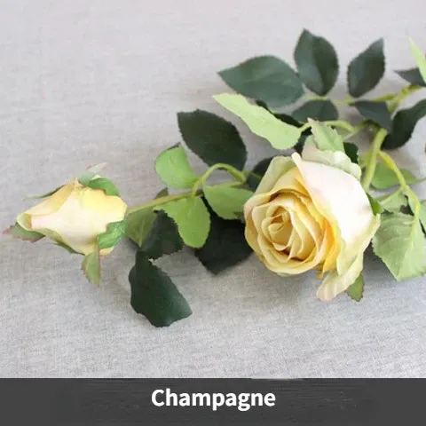 Champagne-1PC