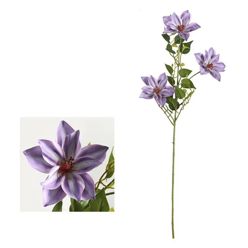 Viola