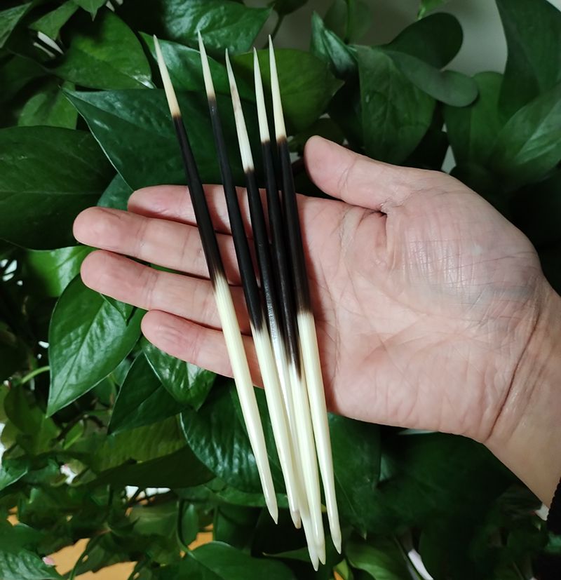 African Porcupine Quills Hair Sticks Natural Bone... From Dh912686698, &Price; | DHgate.Com 4 African Porcupine Quills Hair Sticks Natural Bone... From Dh912686698, &Price; | DHgate.Com - Image 4