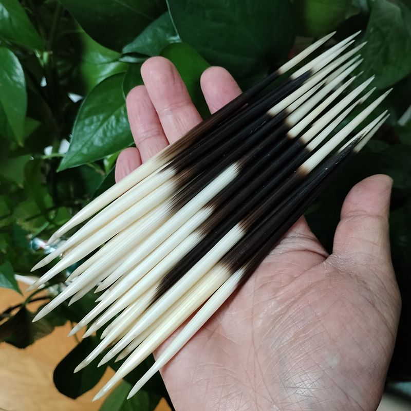 African Porcupine Quills Hair Sticks Natural Bone... From Dh912686698, &Price; | DHgate.Com 5 African Porcupine Quills Hair Sticks Natural Bone... From Dh912686698, &Price; | DHgate.Com - Image 5