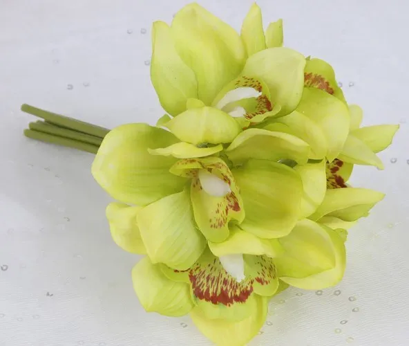 Green Cymbidium