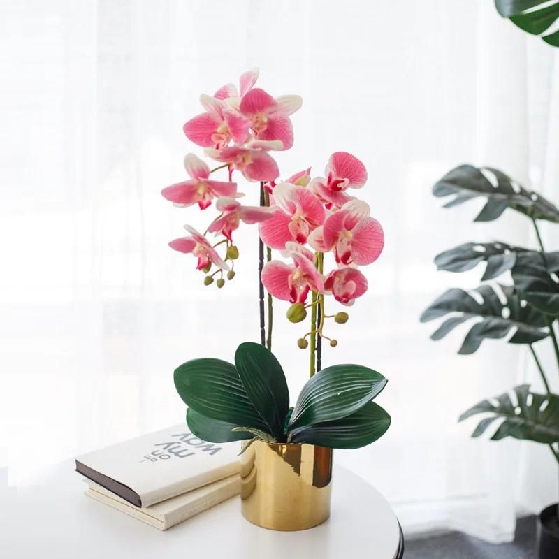 Phalaenopsis Suit1