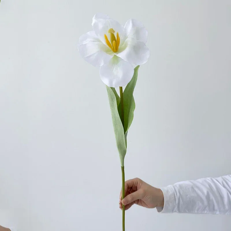 White tulip