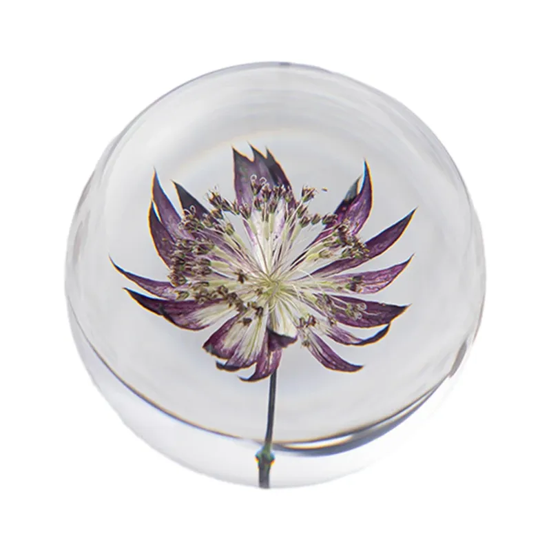 Çin Astrantia 8cm