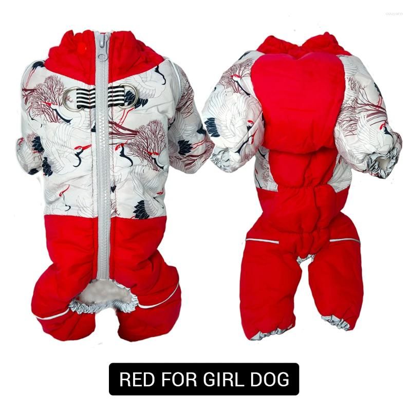 Red for girl dog