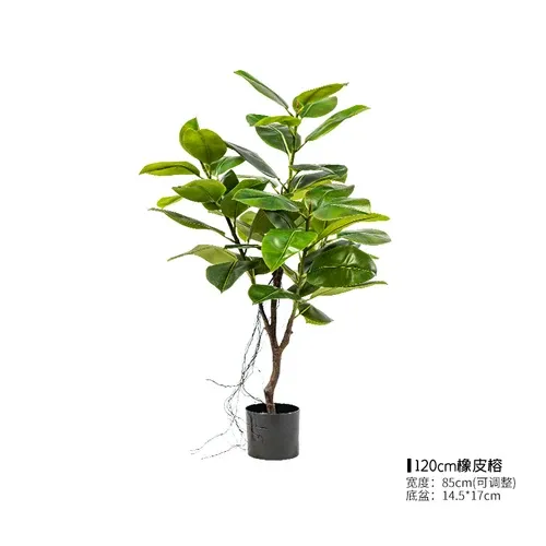 1.2 m rubber Banyan