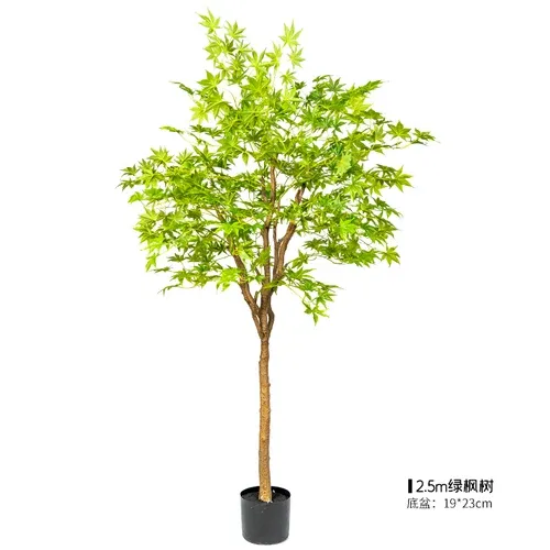 2.5m green Maple