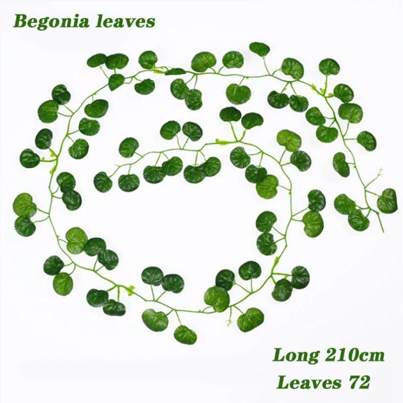 Begonia geht