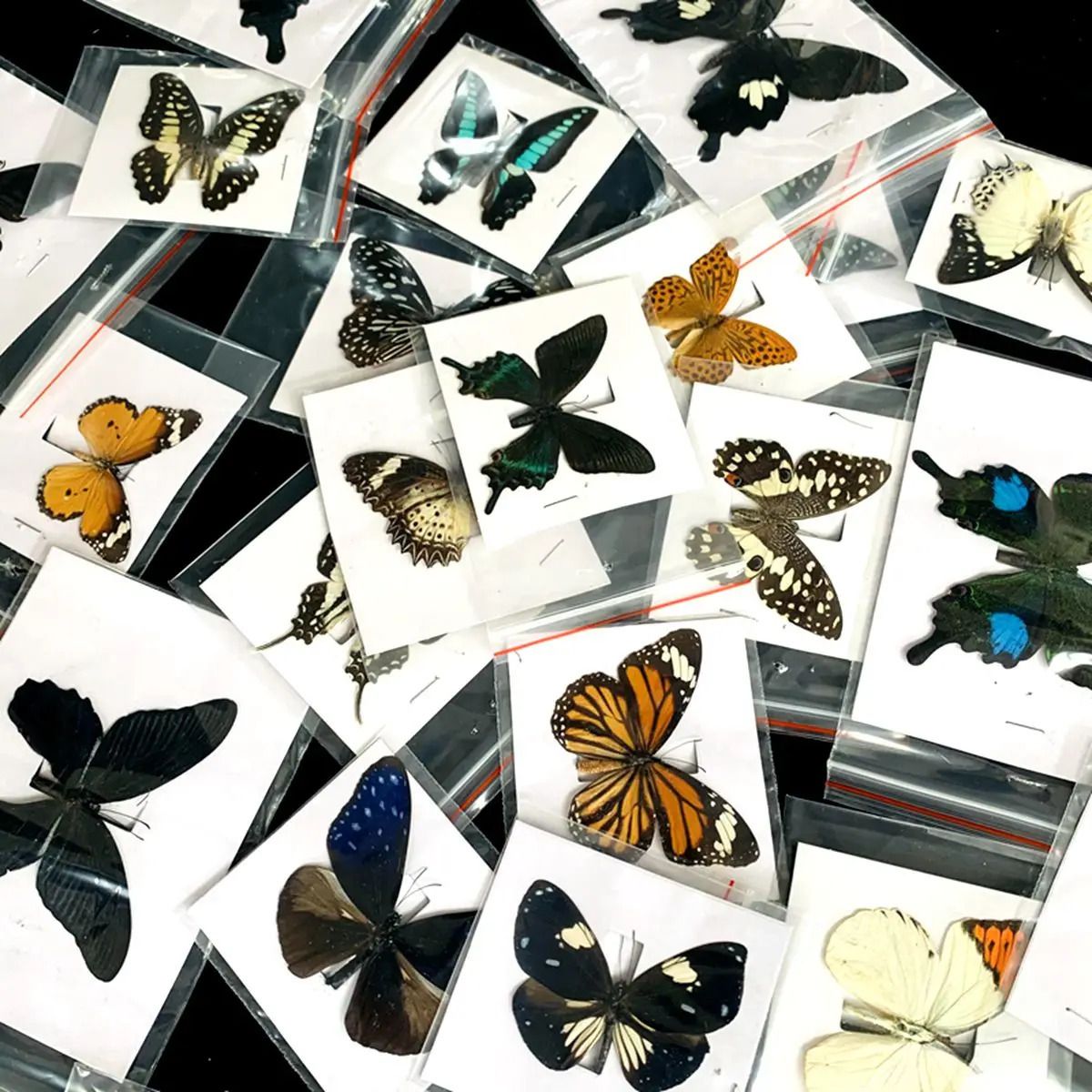 Vrai papillon-aléatoire 20 différents