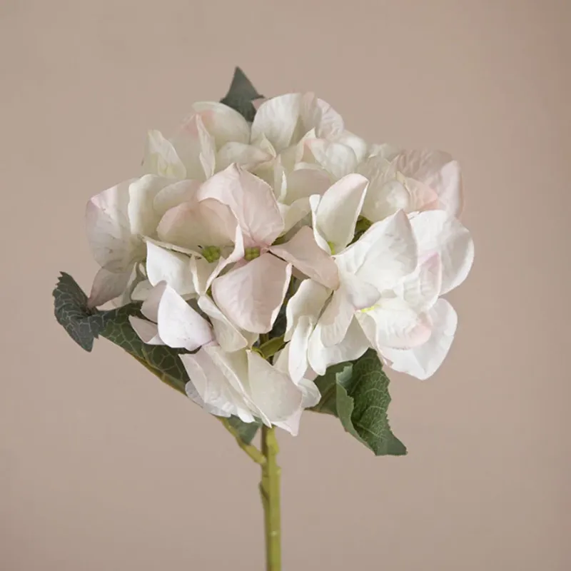 Biały róż
