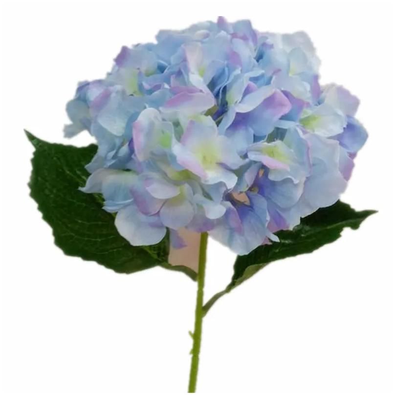 Blå färg hortensia