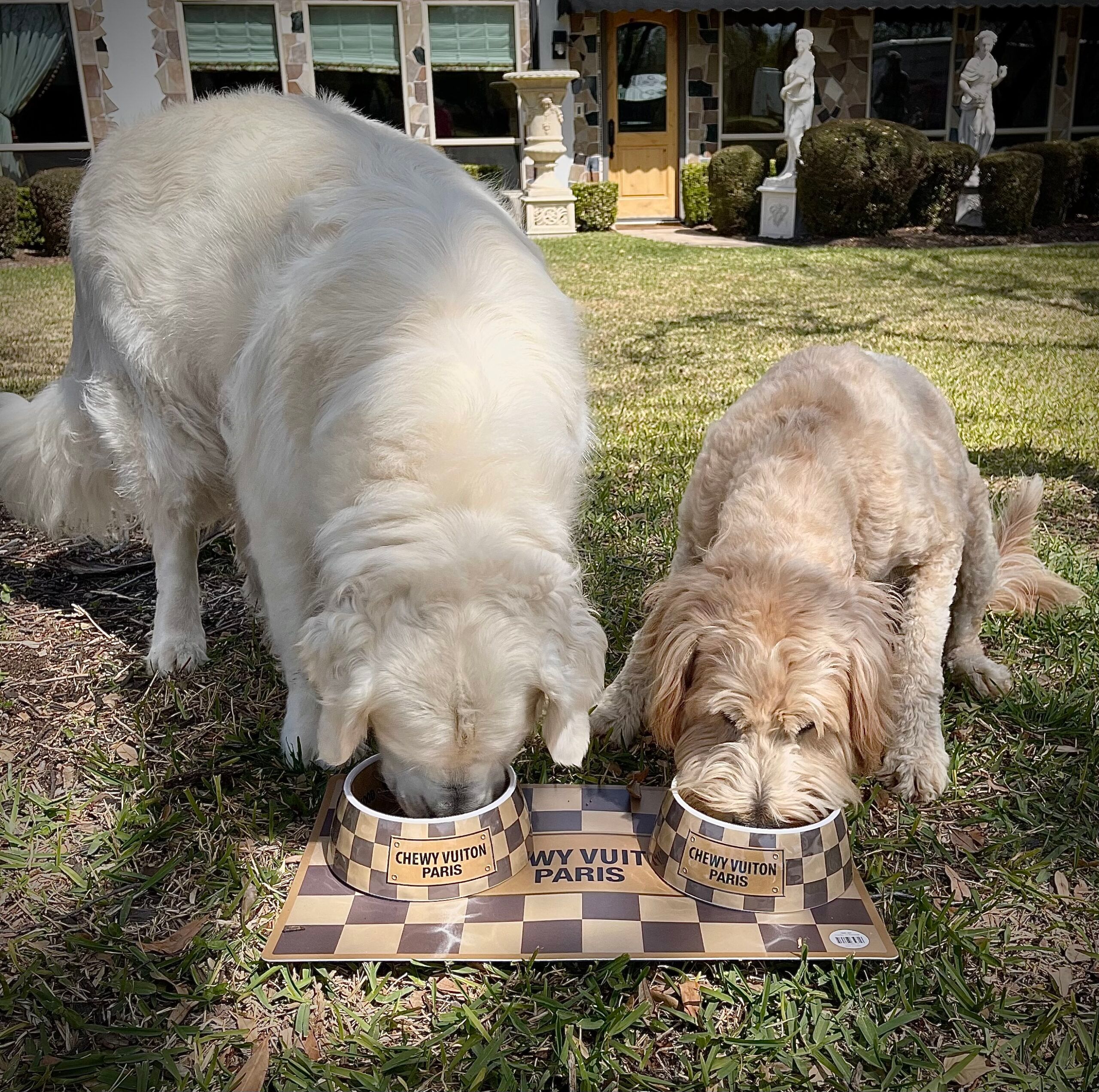 Dog Bowl