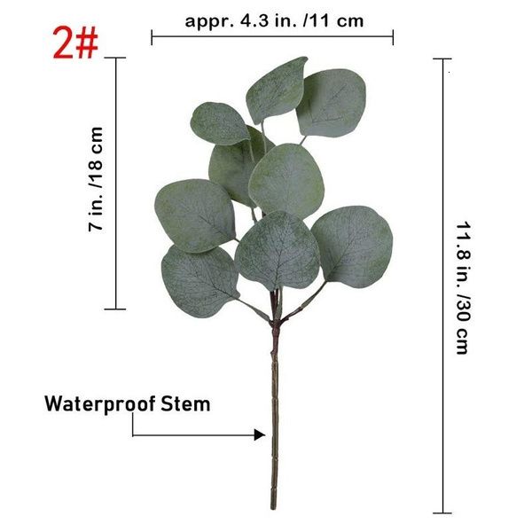 30 cm-eucalyptus