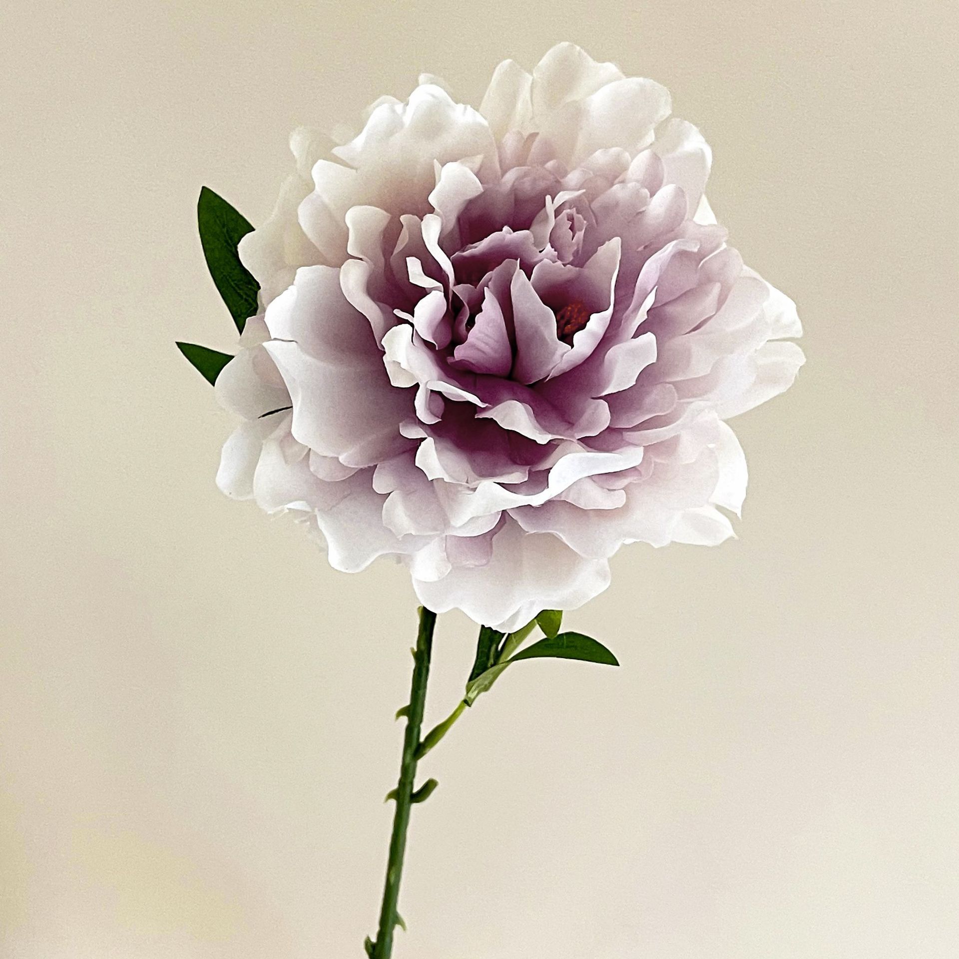 Peonia viola