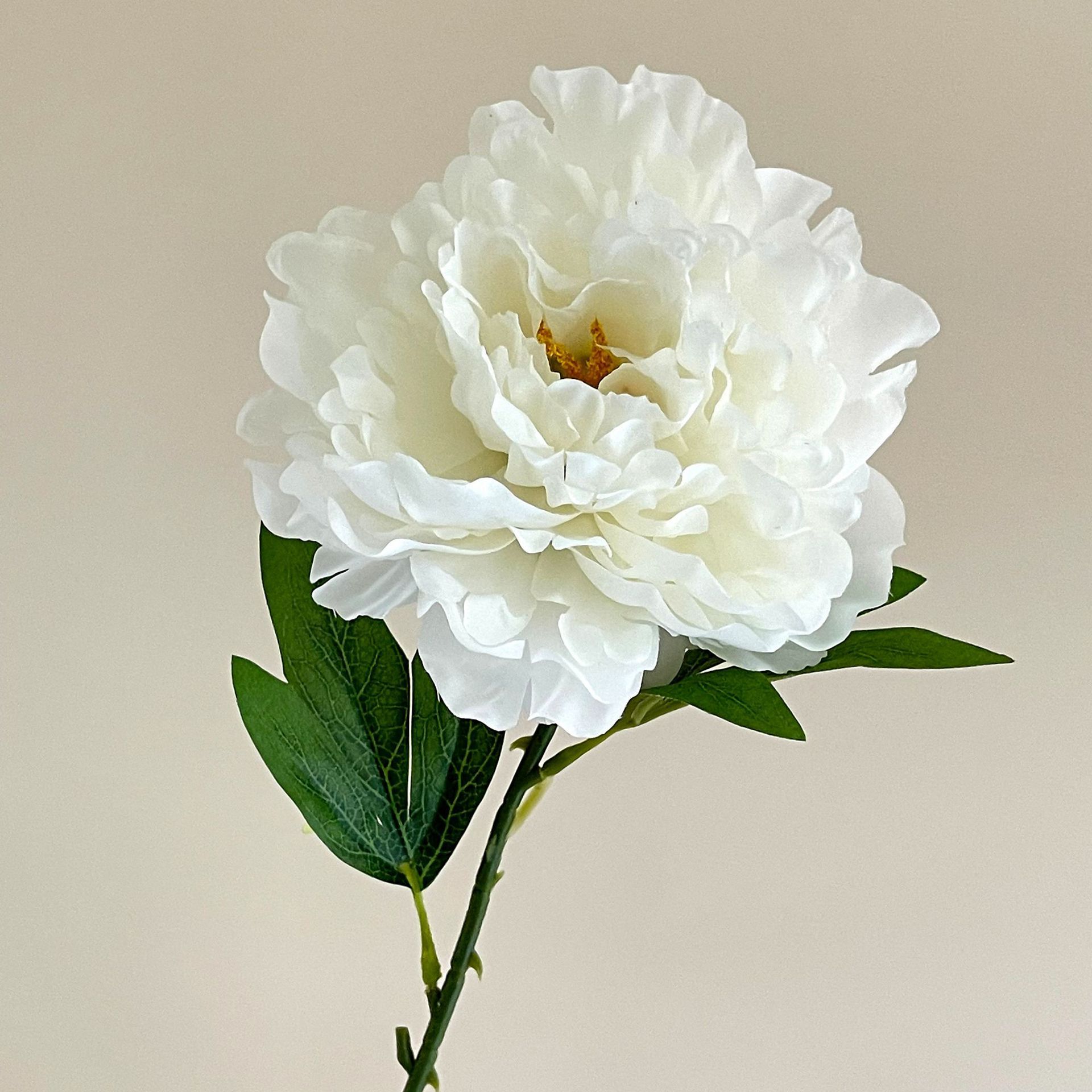 Peonia bianca