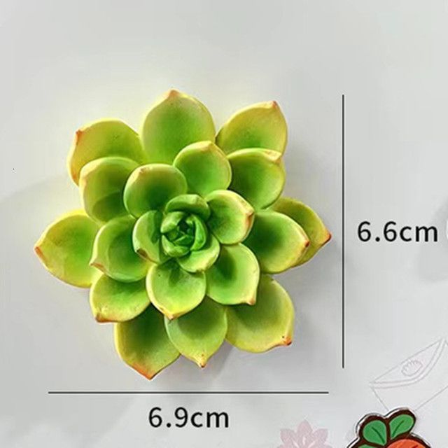 1 pièce succulente