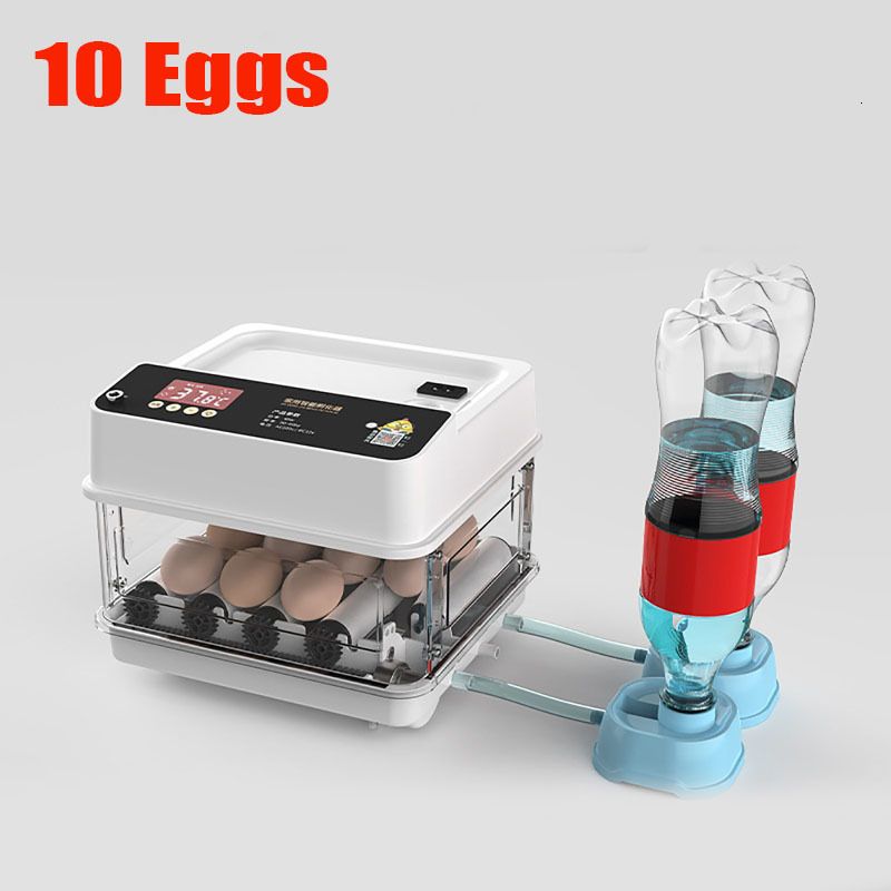 10 plugue de ovos-EUA