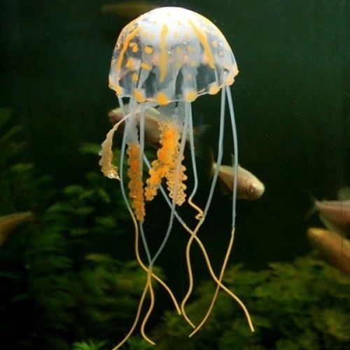 Jellyfish Orange