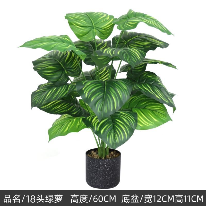 60cm green plant A