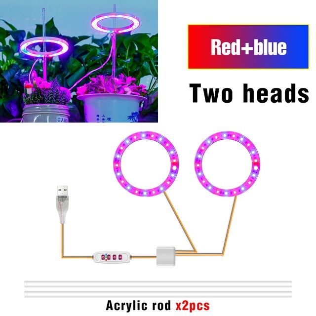 2 Head-Red/Blue