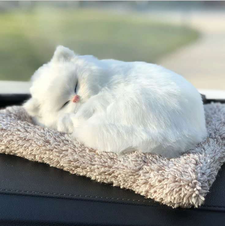 하얀 고양이