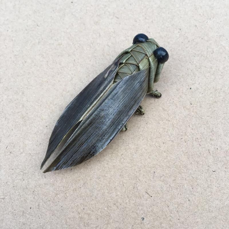 Cicada