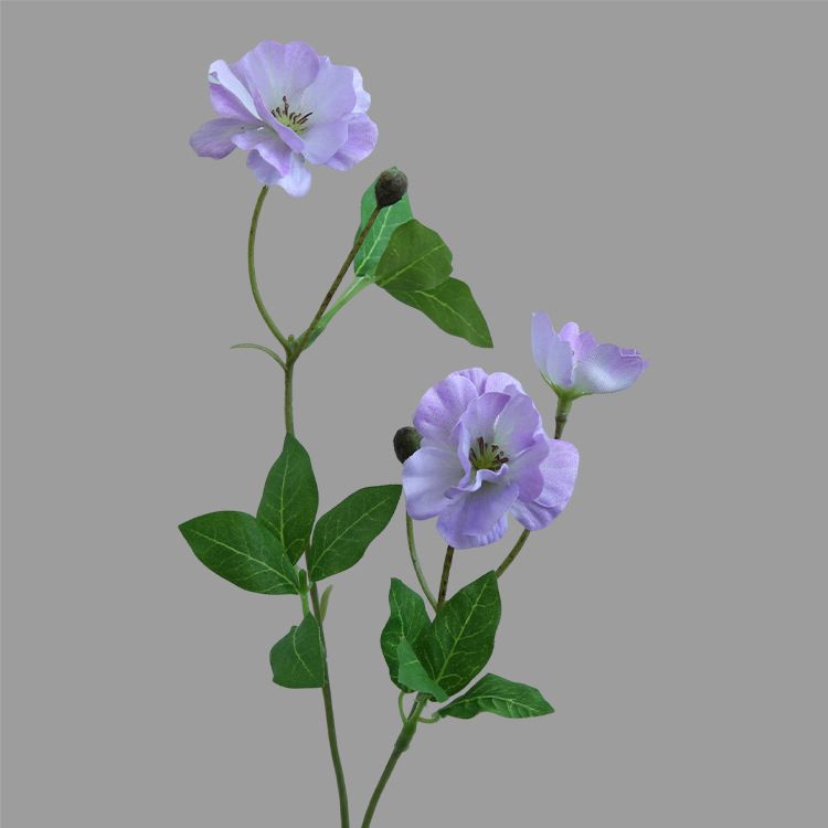 viola chiaro