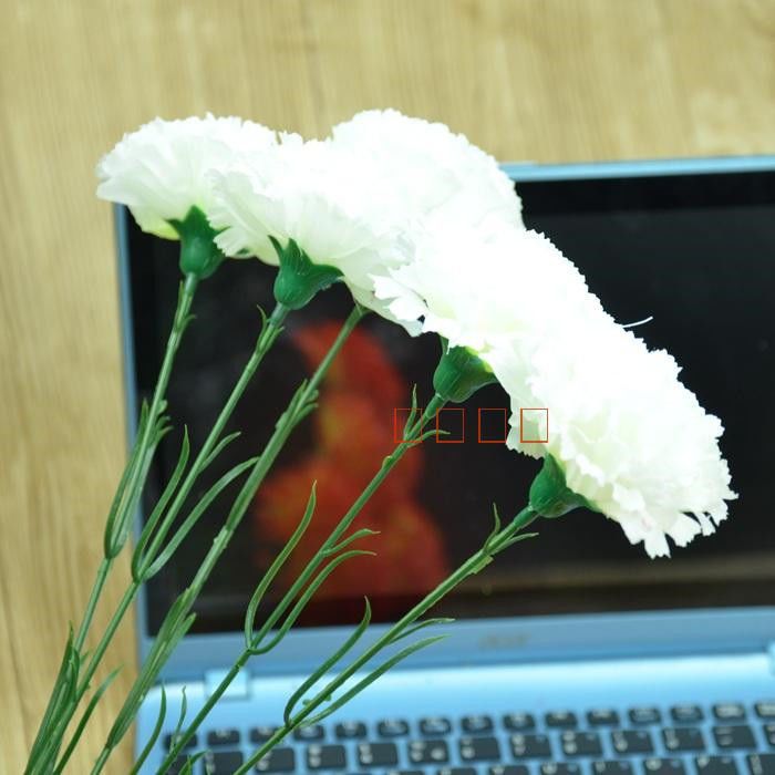 Carnation White