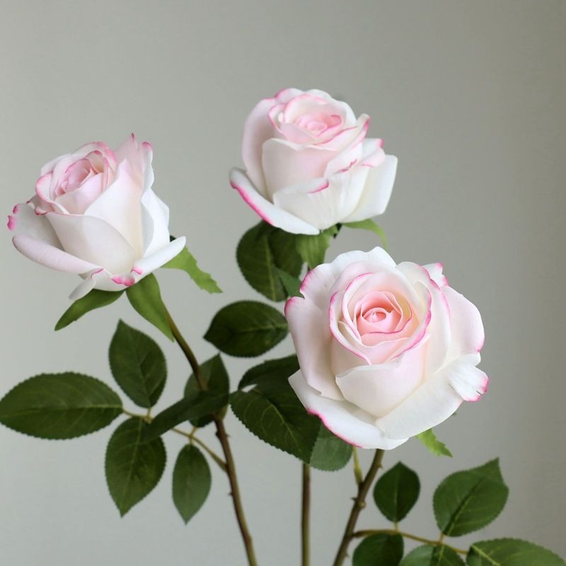 Witte roze rand