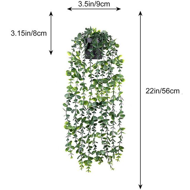 Eukalyptus mörk utan kruka