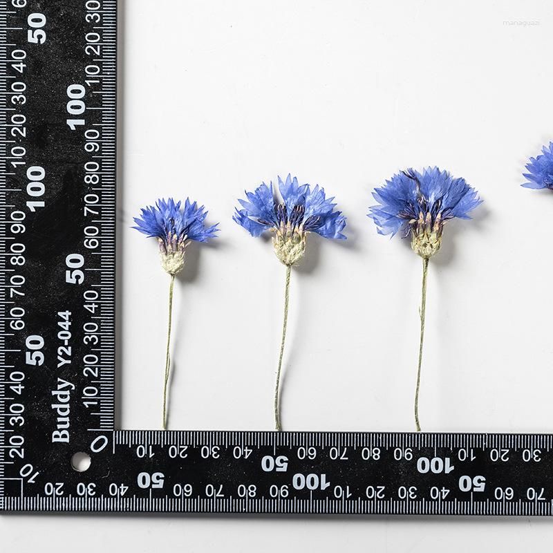 Cornflower Flower