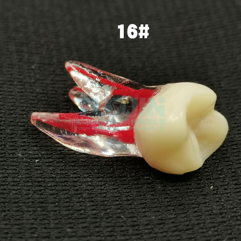Tanden 16 (2 stks)