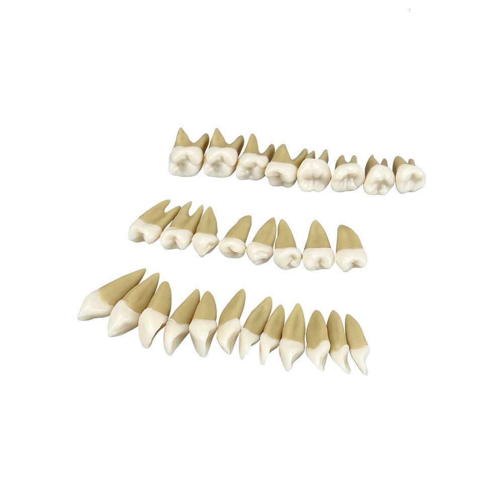 28pcs Teeth Only