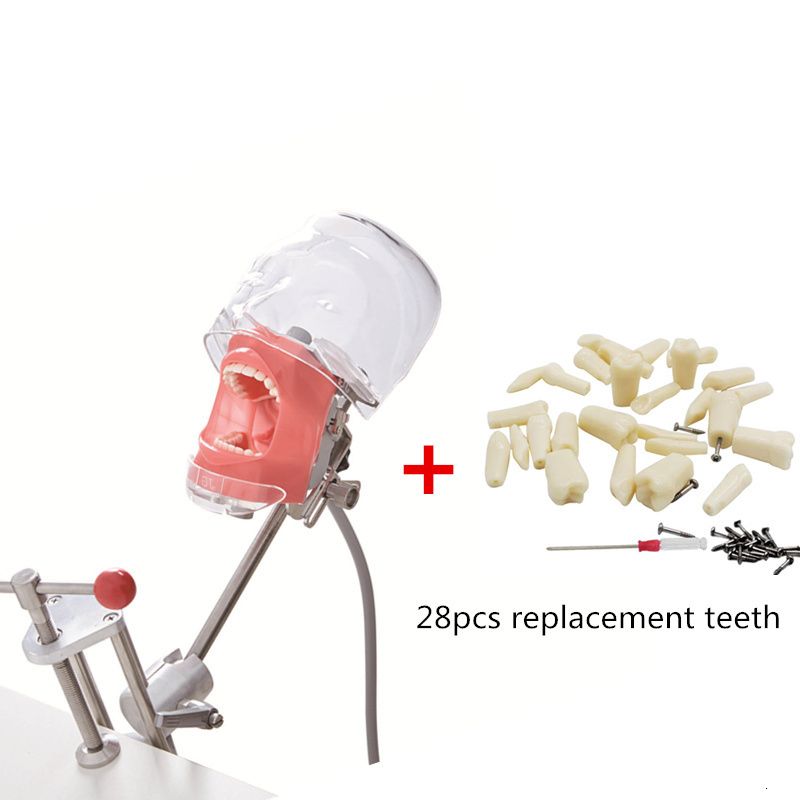 Dental Phantom B1