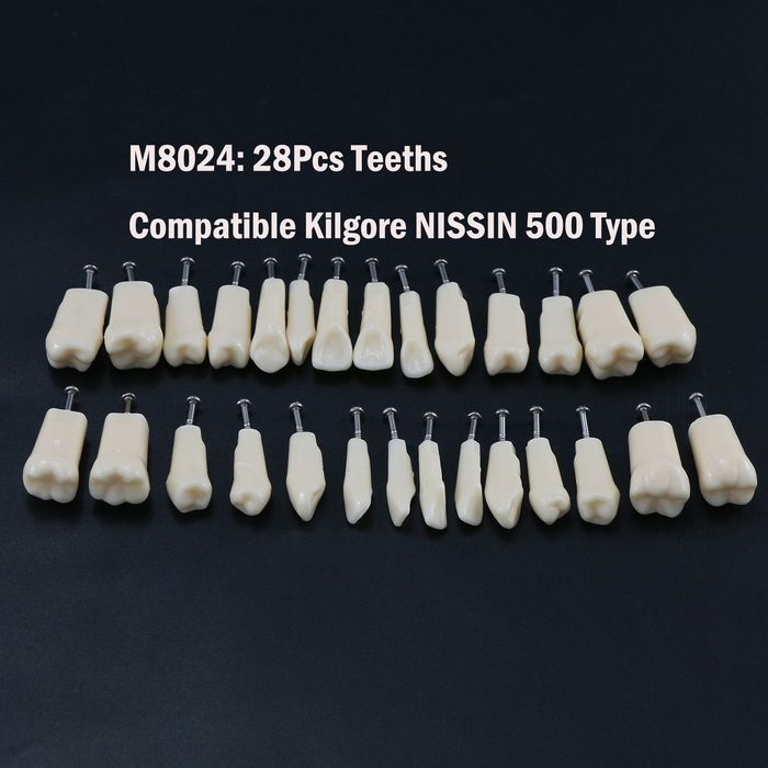 Denti A Vite Per Modelli Dentali Typodont, Compatibili Kilgore NISSIN Tipo 200/500