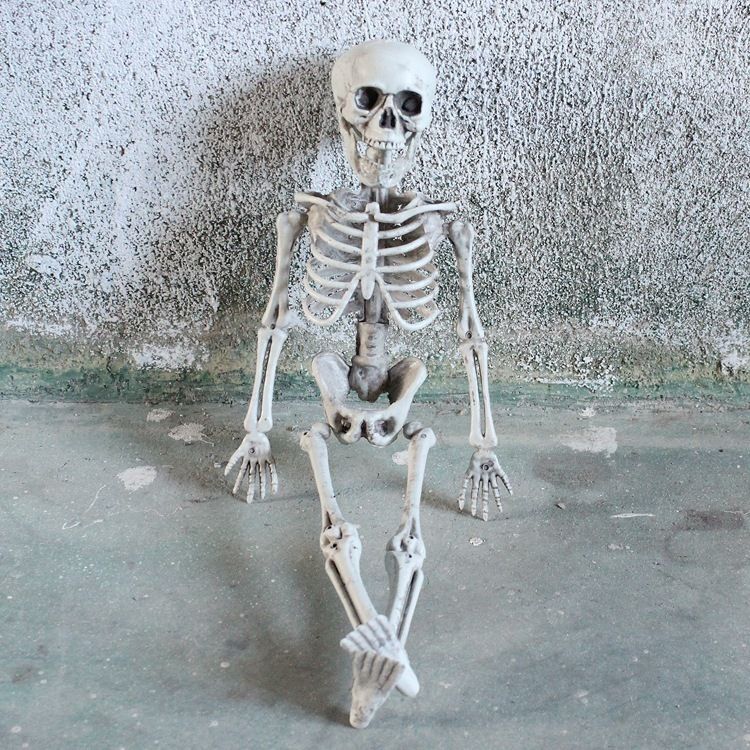 40 cm Schädel -Skelett