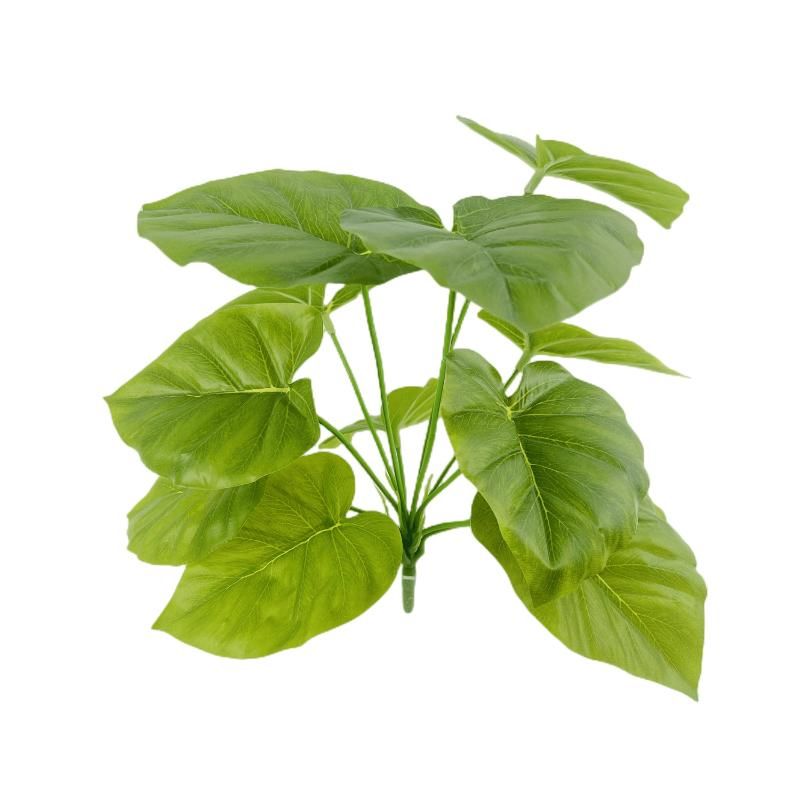 Pothos doré