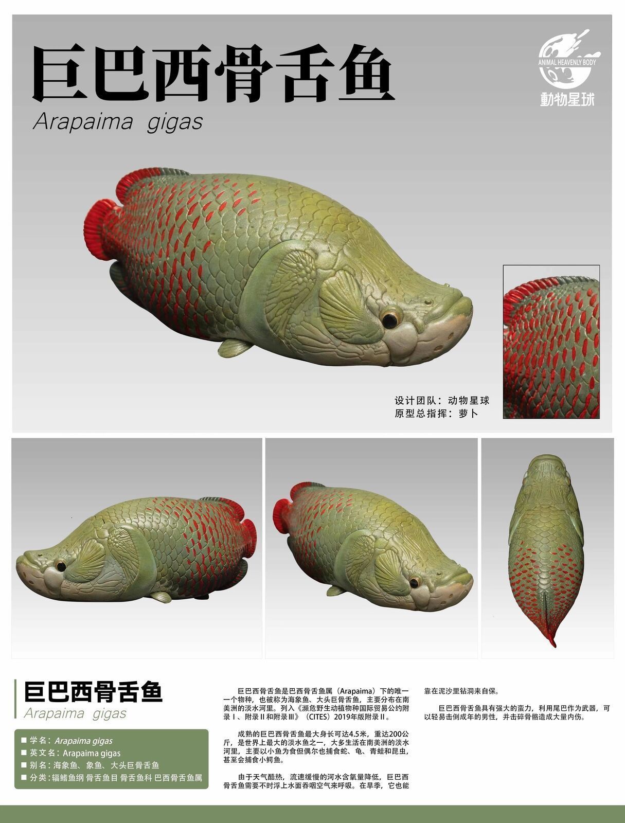 arapaima gigas