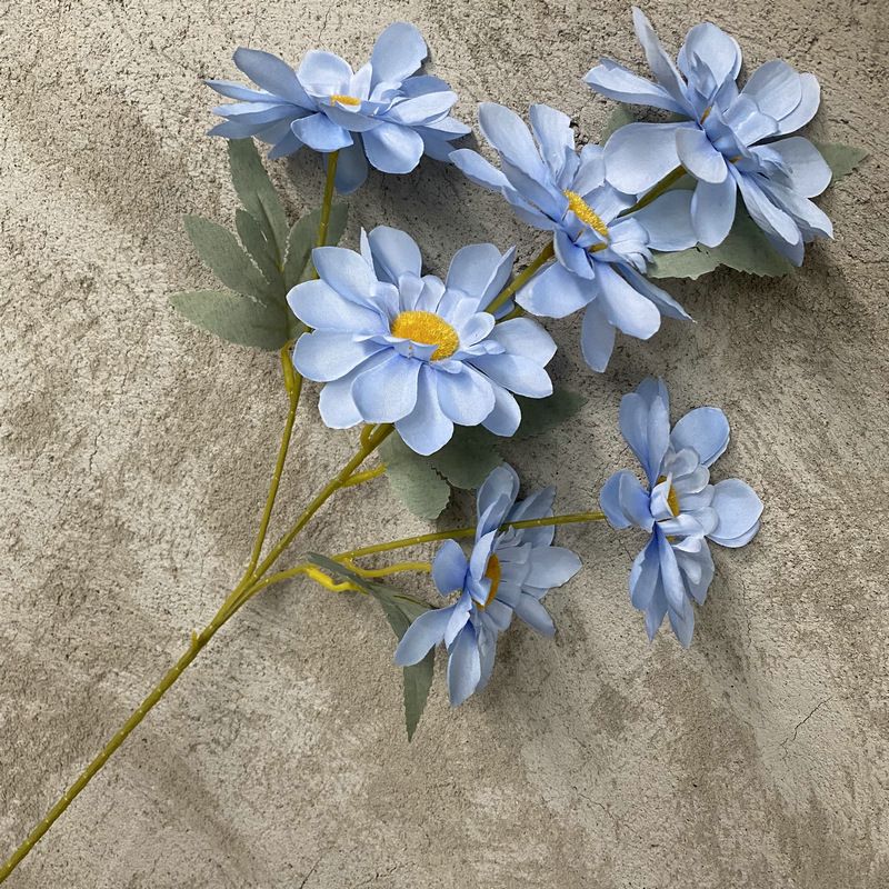 Marguerite bleue